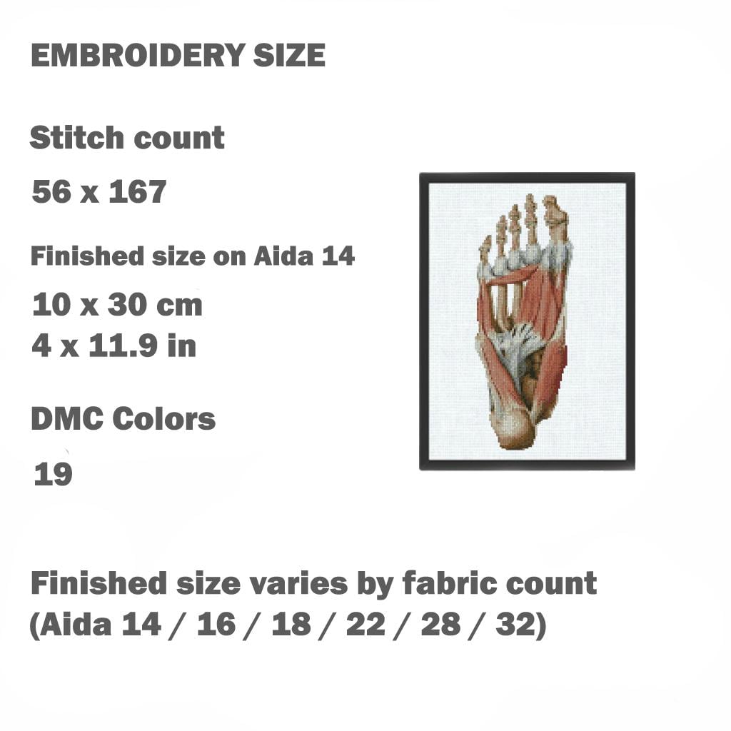 Anatomical Foot Cross Stitch Pattern PDF, Human Foot Muscles Embroidery Chart, Medical Anatomy Art, Gothic Needlepoint Design, Instant - NuttyHappyHobby