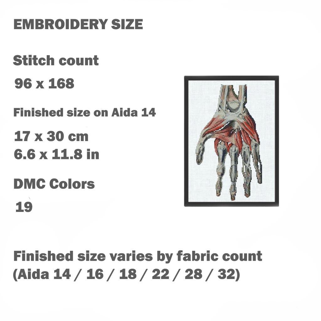 Anatomical Hand Cross Stitch Pattern PDF, Human Hand Muscles Embroidery Chart, Medical Anatomy Art, Gothic Needlepoint, Instant Download - NuttyHappyHobby