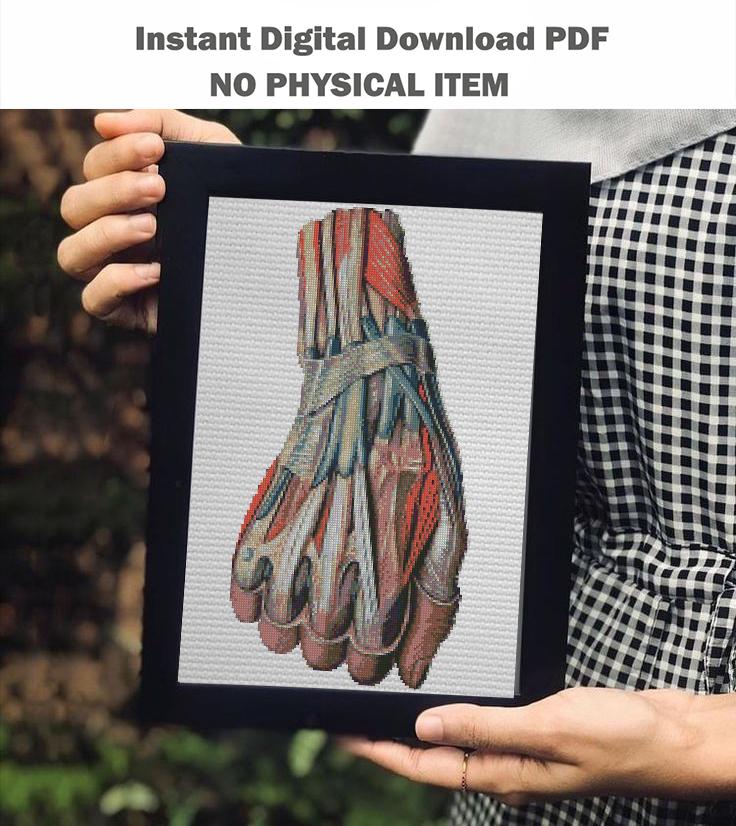 Anatomical Hand Muscles Cross Stitch Pattern PDF, Vintage Medical Illustration Embroidery Chart, Human Arm Anatomy Art, Doctor Gift,Download - NuttyHappyHobby