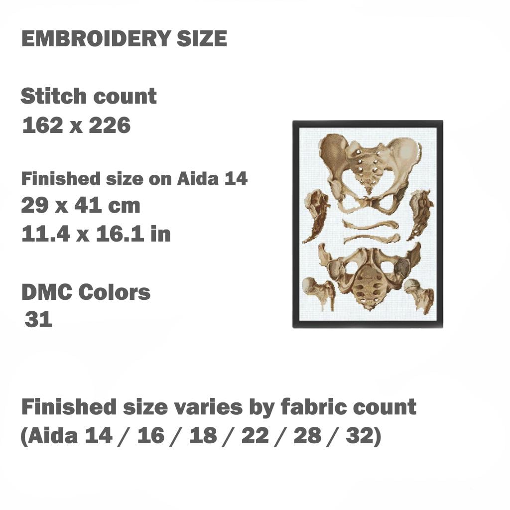 Vintage Pelvis Anatomy Cross Stitch Pattern PDF, Human Hip Bone Embroidery Chart, Antique Medical Illustration Art, Orthopedic Gift, Instant - NuttyHappyHobby