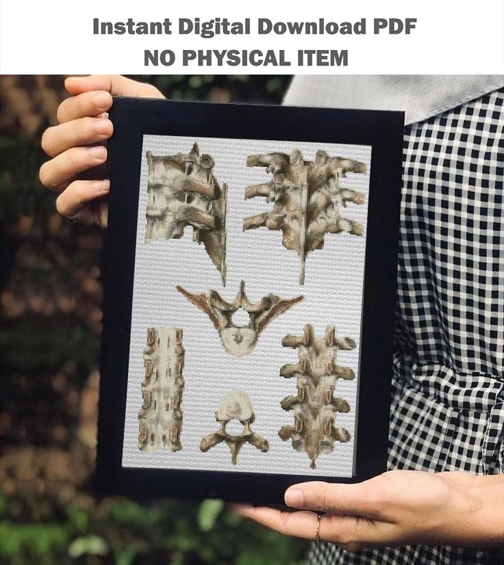 Vintage Vertebrae Cross Stitch Pattern PDF, Human Spine Anatomy Embroidery Chart, Antique Medical Illustration Art, Orthopedic Gift, Instant - NuttyHappyHobby
